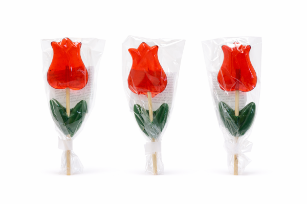 Tulipan